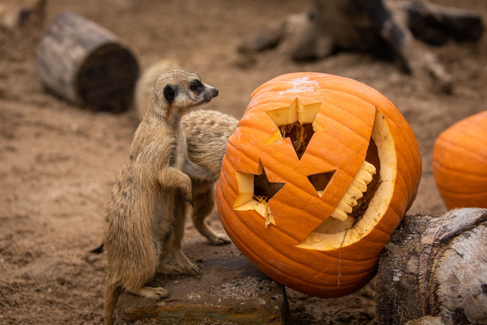 Sydney Zoo November Public Day Tour November 2022 Image -636ff9da925d2